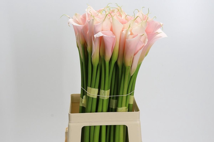 <h4>Zantedeschia Eydolls Salmon</h4>