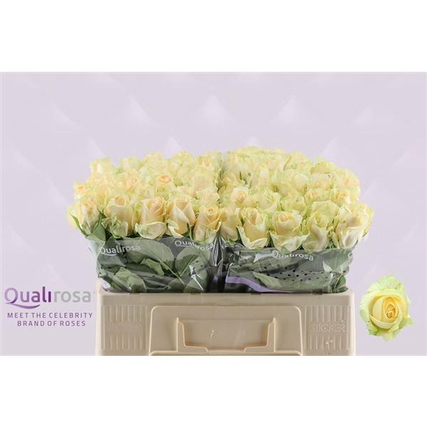 <h4>R Gr Magic Avalanche</h4>