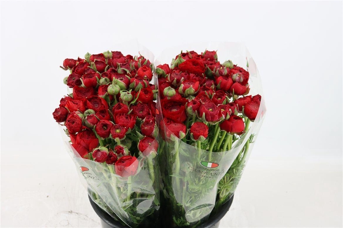 <h4>Ran Elegance Red</h4>