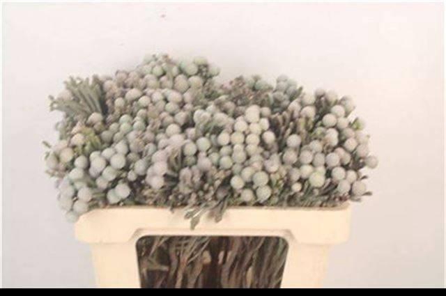 <h4>BRUN LAEVIS</h4>