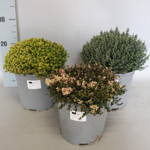 Kruiden I Thymus Mix 18cm