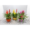 Bromelia compositie H% keramiek Coupe Exotic Classic Ø20