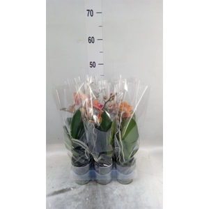 Phalaenopsis multi. 'Ant Bolzano'