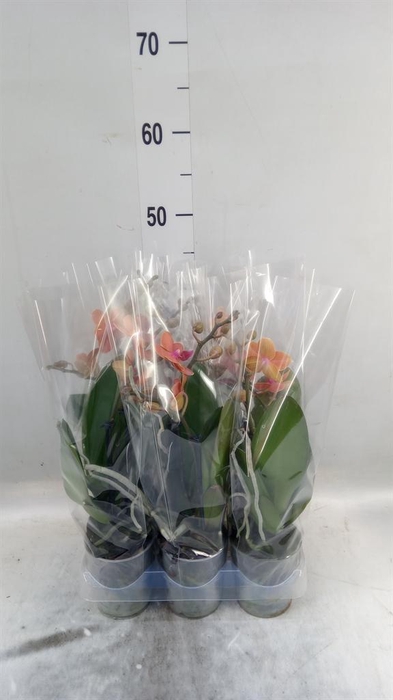 <h4>Phalaenopsis multi. 'Ant Bolzano'</h4>