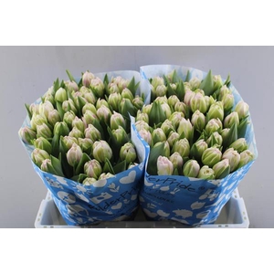 Tu Du Pink Smoothie (rose)