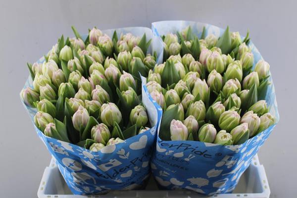 <h4>Tu Du Pink Smoothie (rose)</h4>