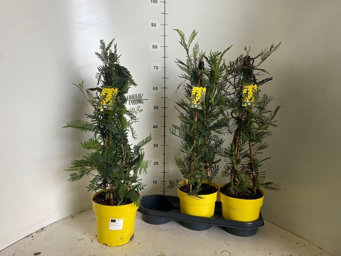 <h4>ACACIA PARADOXA</h4>