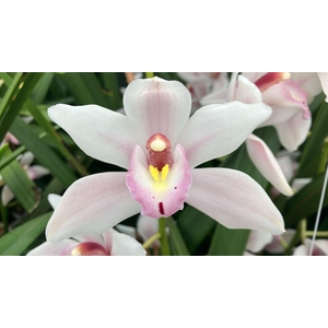 CYMB MI SUPERBA Leekade X4