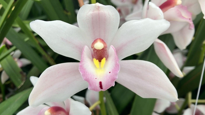 <h4>Cymb Mi Superba Leekade X20</h4>