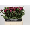 Paeonia Red Sarah Bernhardt