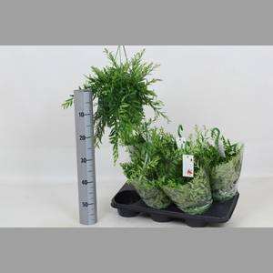 AESCHYN JAPHROLEPIS