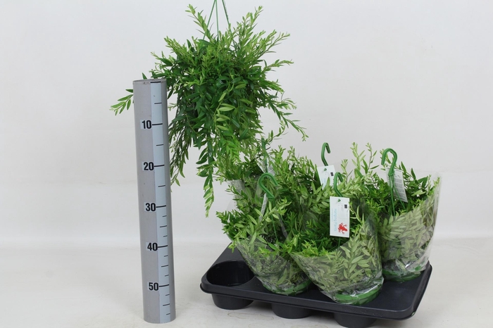 <h4>AESCHYN JAPHROLEPIS</h4>