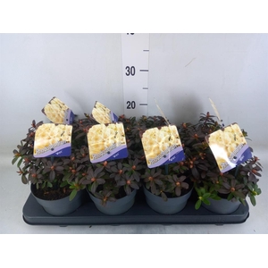 Rhododendron   ...dwarf shapes