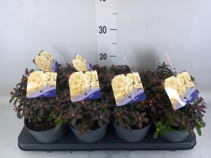 <h4>Rhododendron   ...dwarf shapes</h4>