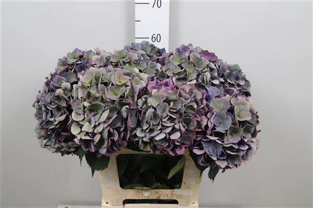 <h4>Hydr Cl M Roy Opera</h4>