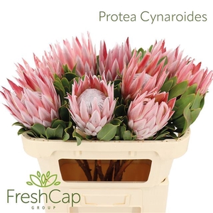 PROTEA CYNAROIDES