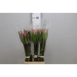 Amarcrinum