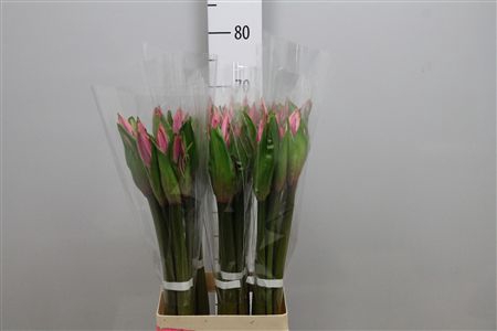 <h4>Amarcrinum</h4>