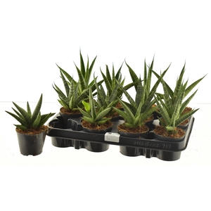 SANSEV CYLINDRICA OV