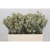 Anigozanthos Cape Gray Moss