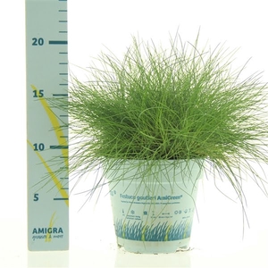 Festuca gautieri AmiGreen®