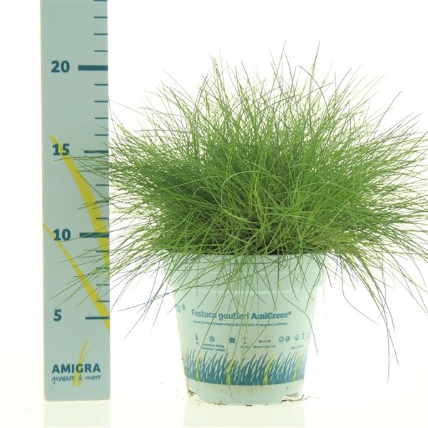 <h4>Festuca gautieri AmiGreen®</h4>