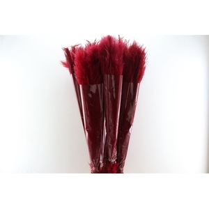 Dried Cortaderia Lao Grass Bleach Red P Stem