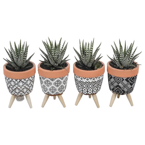 <h4>PTSU8475 Arrangementen succulenten</h4>