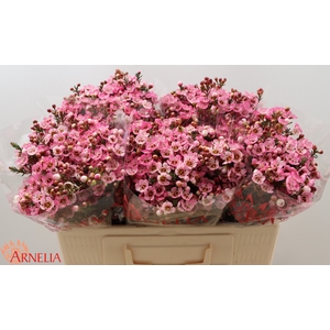 Chamelaucium Sarah's Delight