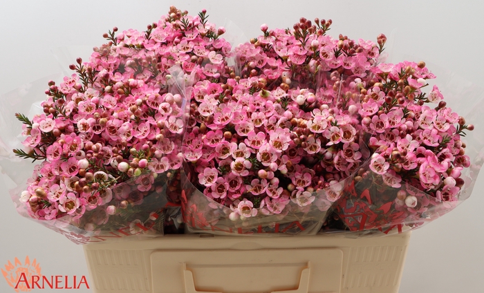 <h4>Chamelaucium Sarah's Delight</h4>