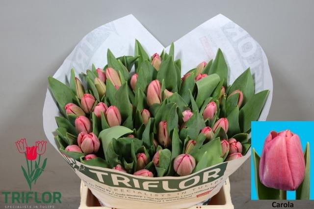 <h4>TU EN CAROLA</h4>