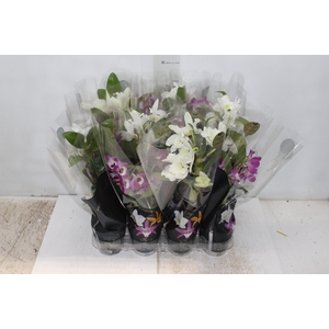 DENDROBIUM NOBILY P09 PREMIUM