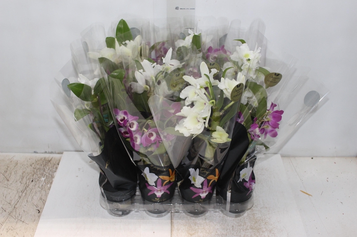 <h4>DENDROBIUM NOBILY P09 PREMIUM</h4>