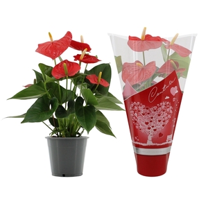 Anthurium Esudo in Couture Hearts sleeve