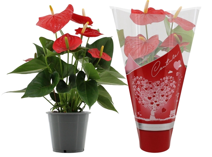 <h4>Anthurium Esudo in Couture Hearts sleeve</h4>