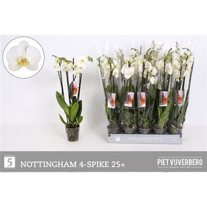 Phal An Nottingham 4 Tak