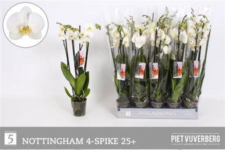 <h4>Phal An Nottingham 4 Tak</h4>