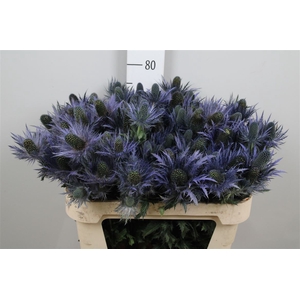 Eryn X Za Donard Var Eryngium Donard 5+ Knop