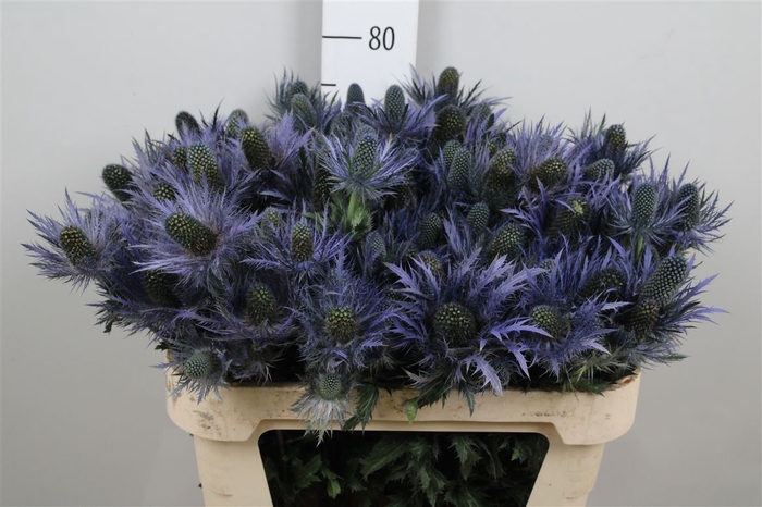 <h4>Eryn X Za Donard Var Eryngium Donard 5+ Knop</h4>