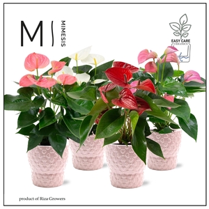Mimesis Anthurium KARMA Various mix - 12cm - Verona