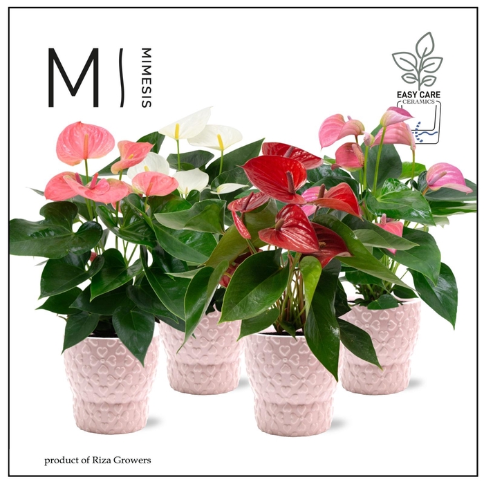 <h4>Mimesis Anthurium KARMA Valentine mix - 12cm - Verona</h4>