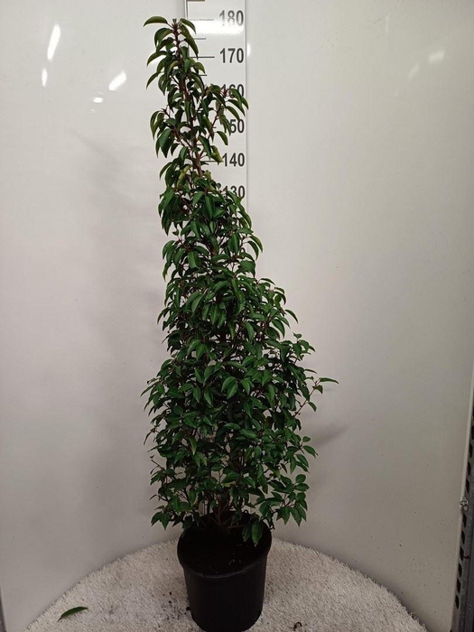 <h4>Prunus lusit.</h4>