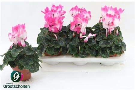 <h4>Cycl Gr Sup Fusion</h4>