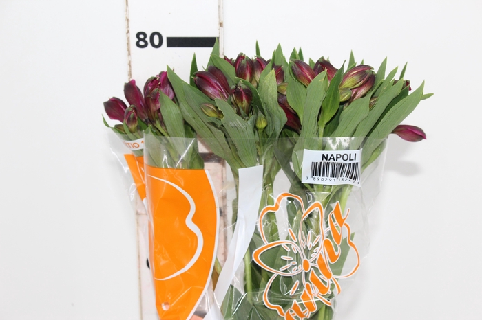 <h4>ALSTROEMERIA NAPOLI 080 CM</h4>