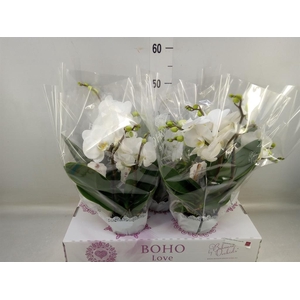 Phalaenopsis   ...white
