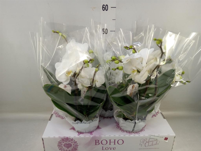 <h4>Phalaenopsis   ...white</h4>