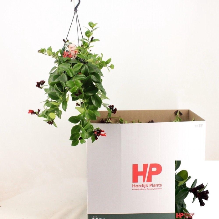 <h4>arr8 Aeschyn Mona Lisa</h4>