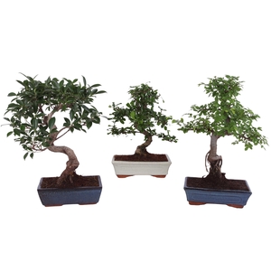 Bonsai Mix in ø25cm Ceramic