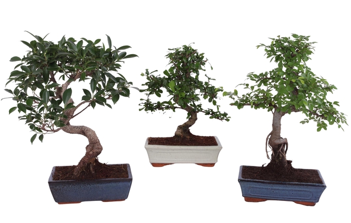 <h4>Bonsai Mix in ø25cm Ceramic</h4>