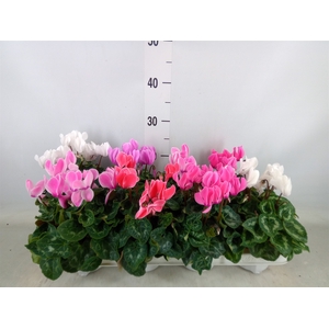 Cyclamen MD 'Allure'